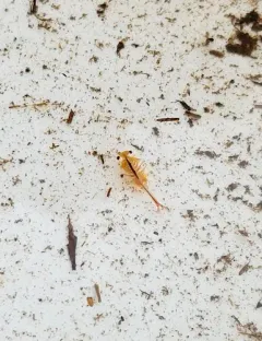 Oregon Fairy Shrimp thumbnail 2