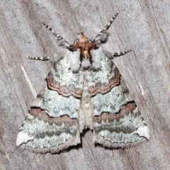 Ceranemota fasciata thumbnail 4