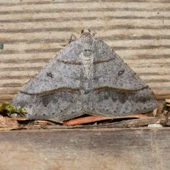 Dark-bordered Granite thumbnail 4