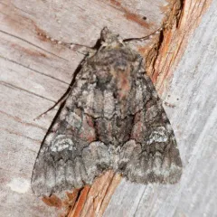 Wandering Brocade Moth thumbnail 4