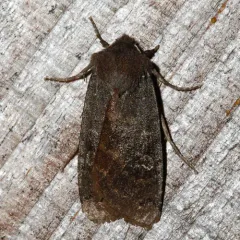 Homoglaea carbonaria thumbnail 4