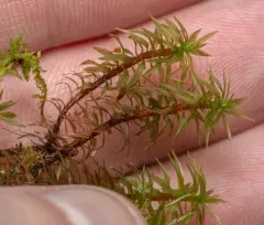 Austria Timmia Moss thumbnail 4