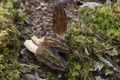 Morchella septentrionalis thumbnail 3