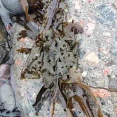 Sieve kelp thumbnail 4