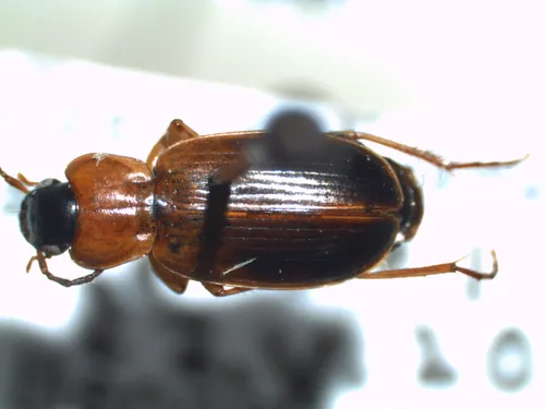 Short Spotted Beetle