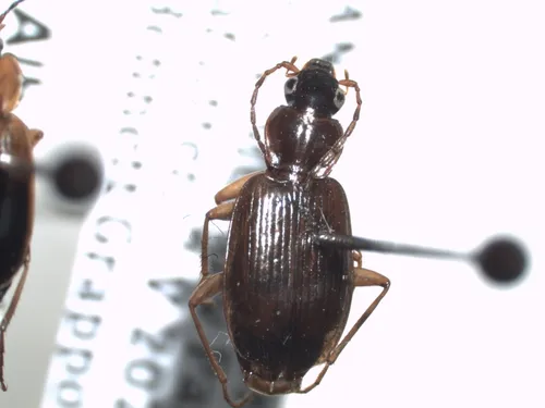 Agonum piceolum