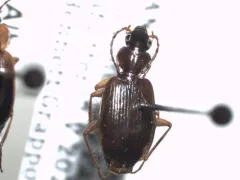 Agonum piceolum thumbnail 1