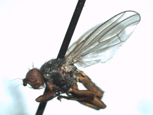 Heleomyza serrata