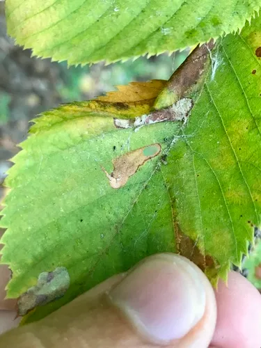 Coptodisca ostryaefoliella