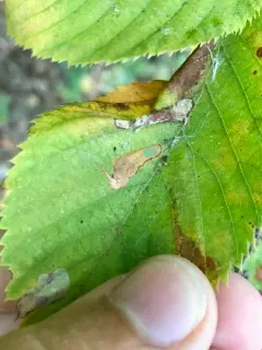 Coptodisca ostryaefoliella thumbnail 1