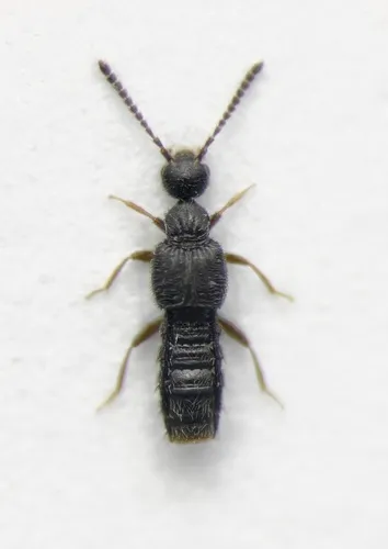 Autalia rivularis