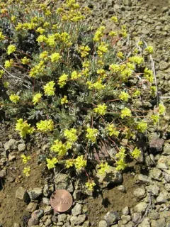 Cusick's Buckwheat thumbnail 3