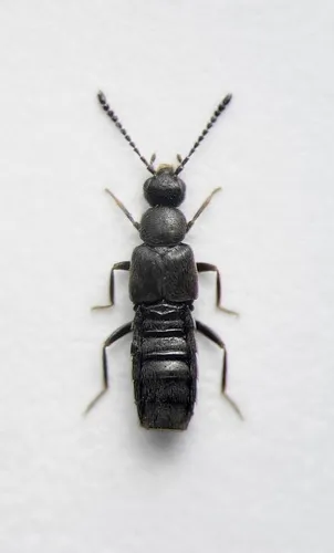 Gnypeta carbonaria