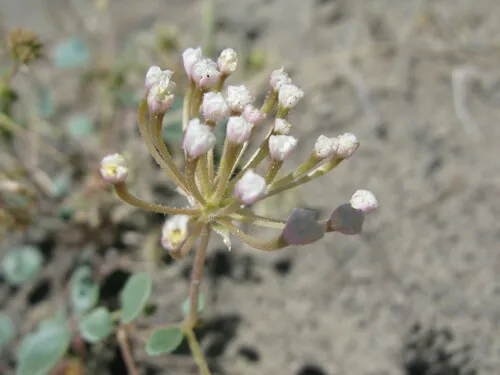 transmontane sand-verbena