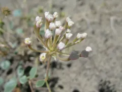 transmontane sand-verbena thumbnail 1