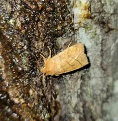 Mustard Sallow thumbnail 2