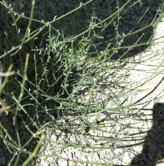 Barren Milkvetch thumbnail 2