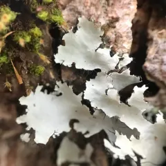 Black Stone Flower thumbnail 3