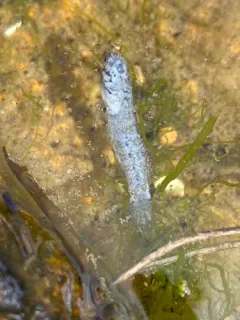 Seaboard Goby thumbnail 2