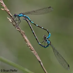 Subarctic Bluet thumbnail 3