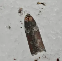 Acleris celiana thumbnail 3