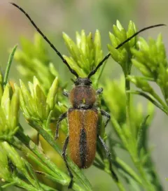 Punctured Long-horned Beetle thumbnail 4