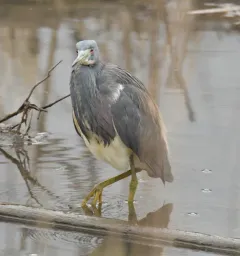 Tricolored Heron thumbnail 2