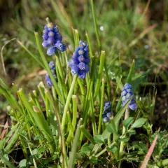 Garden Grape-hyacinth thumbnail 3