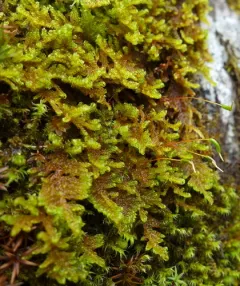 Curly Plait Moss thumbnail 3