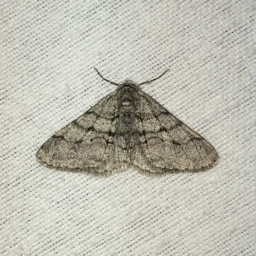 Half-wing Moth