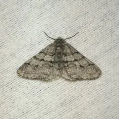 Half-wing Moth thumbnail 1