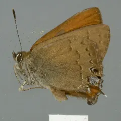 Hedgerow Hairstreak thumbnail 3