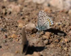Ancilla Blue thumbnail 2