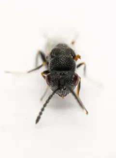 Eurytoma longavena thumbnail 2