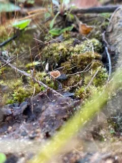 Wine Glass Fungus thumbnail 2