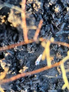 Erythridula noeva thumbnail 1