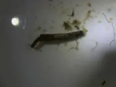 Merragata hebroides thumbnail 4