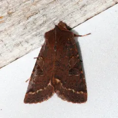 Orthosia praeses thumbnail 3