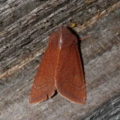 Orthosia transparens thumbnail 4