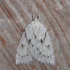 Philedia punctomacularia thumbnail 4