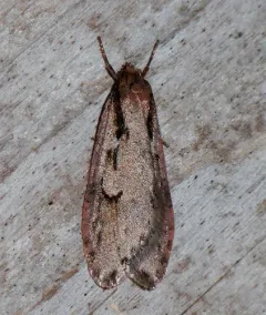 Semioscopis mcdunnoughi thumbnail 3