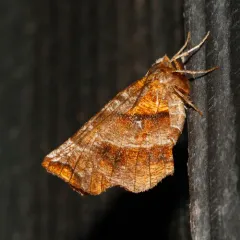 Brown-tipped Thorn thumbnail 3