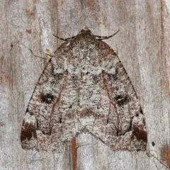 Dog-face Geometer thumbnail 4