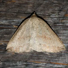 Thallophaga taylorata thumbnail 4