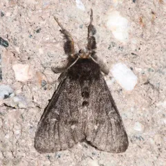 Grizzled Tussock Moth thumbnail 3