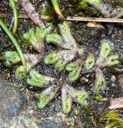 Hairy Crystalwort thumbnail 3