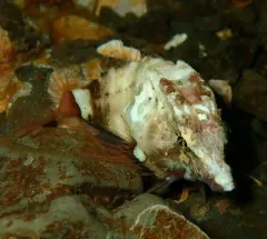 Grunt Sculpin thumbnail 3