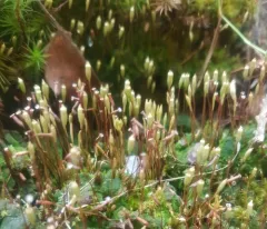 Algal Haircap Moss thumbnail 1