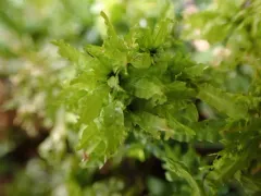Palm-tree Moss thumbnail 1