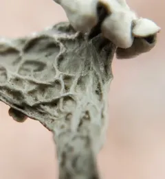 Fan Ramalina thumbnail 3